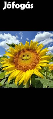 Napraforgó méz hordósan.