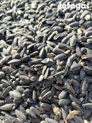 Napraforgó nagyszerű termelőtől eladó!!! 