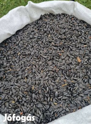 Napraforgó zsákolva