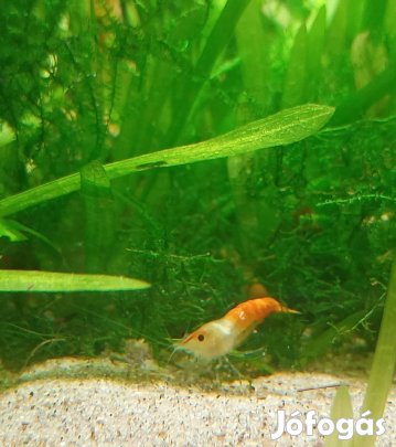 Narancs rili garnéla