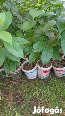 Narancseper kont .eladó