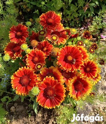 Narancssárga kokárda virágmag eladó