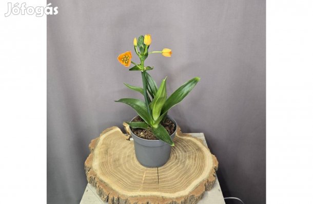 Narancsszínű Madártej Ornithogalum dubium