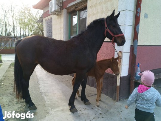 Négy éves kanca csikójával