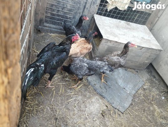 Négy tyúk egy kakas költözne