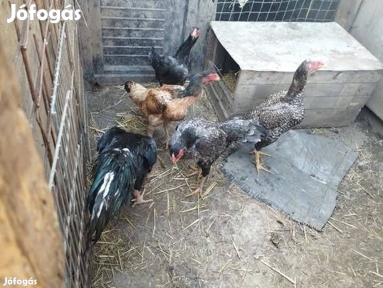 Négy tyúk egy kakas költözne