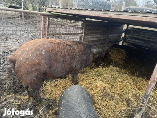 Négysonkás háztáji hízó utolsó db. ea. konyhakészen is!