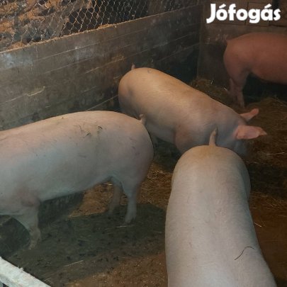 Nem táppal nevelt hízósertések eladók!