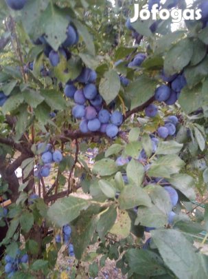 Nem tudom szilva fa csemete eladó