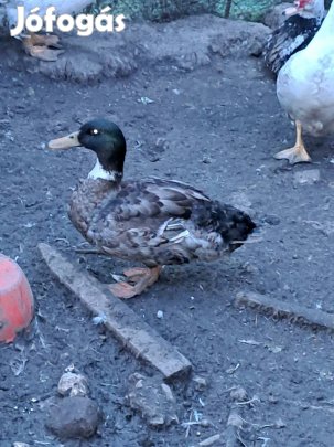 Néma gácsér és vadkacsa gácsér elado