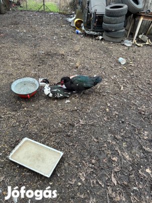 Néma kacsa 10 hónaposak