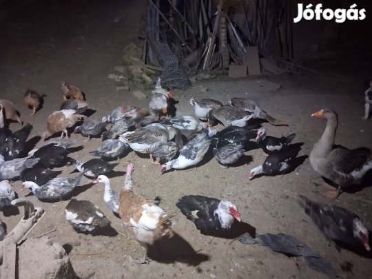Néma kacsa, liba,pulyka tojó eladó