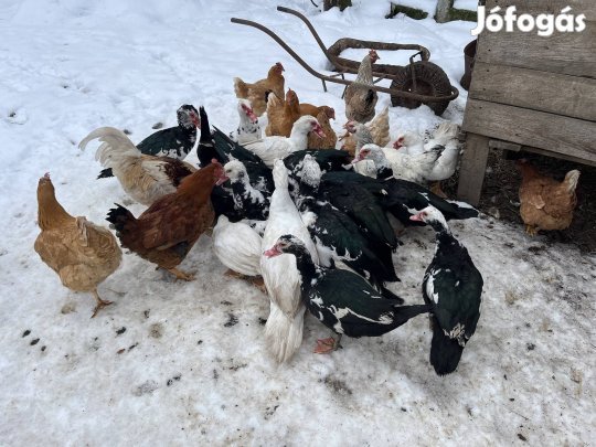 Néma kacsa, némakacsa eladó