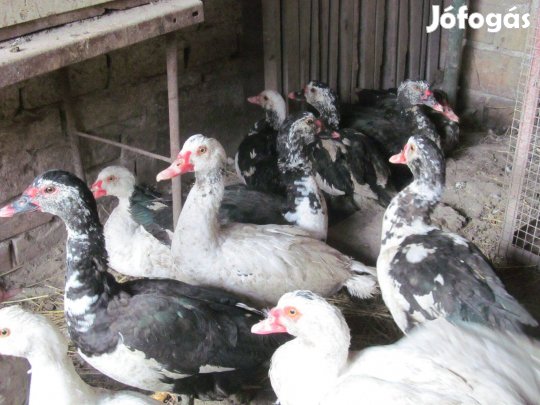 Néma kacsa bakok 4-6 kg. ea. Siófok