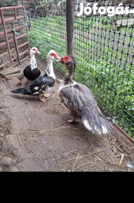 Nema kacsa család eladó