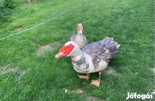 Néma kacsa család eladó