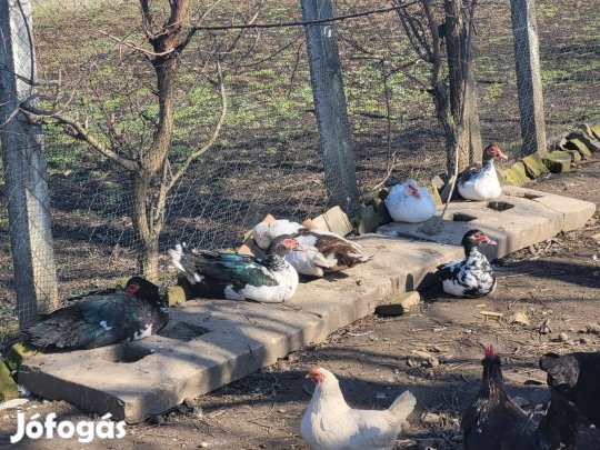 Néma kacsa eladó