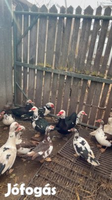 Néma kacsa eladó Győrben 3500ft-tól