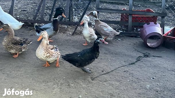 Néma kacsa gácsér 