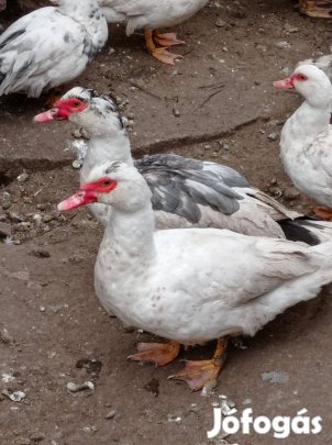 Néma kacsa gácsérok eladók