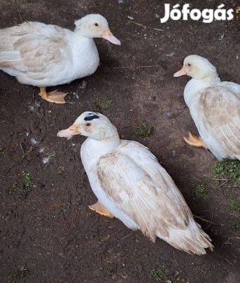 Néma kacsa tojók eladó