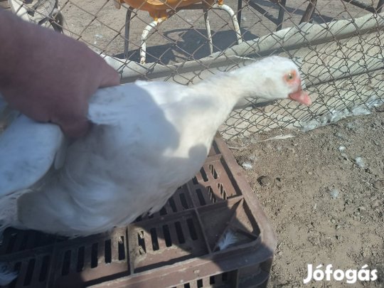 Néma kacsa vegyes ivarban