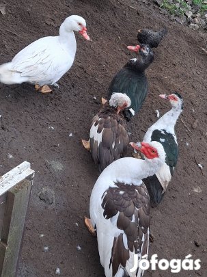 Néma kacsák. (gacsér és tojó)