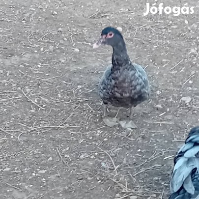 Néma kacsák eladó