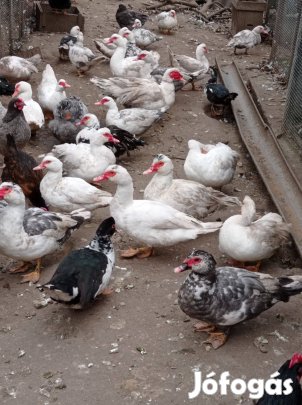 Néma kacsák eladók