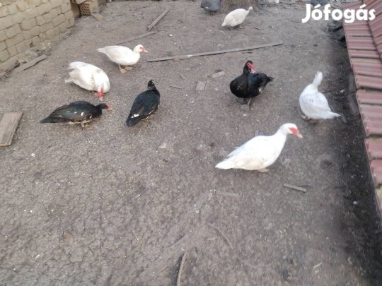Néma kacsák eladók