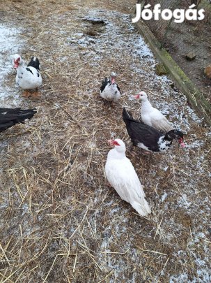 Néma kacsák eladók