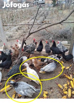 Néma kacsák eladók