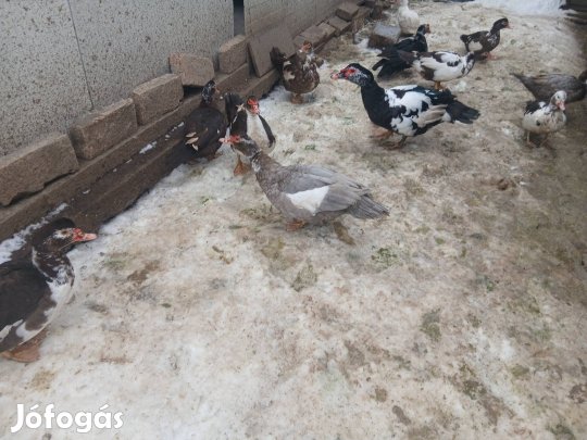 Néma kacsák eladók !