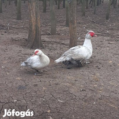 Néma kacsák költöznek