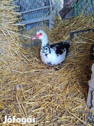 Néma kacsáktól tojások eladók