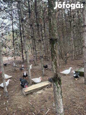 Néma tojó kacsák eladók