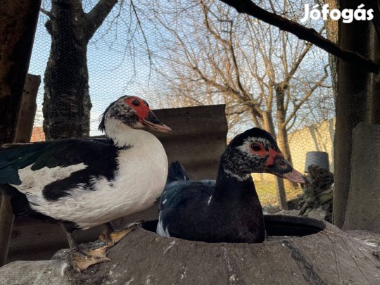 Némakacsa (pézsmaréce)