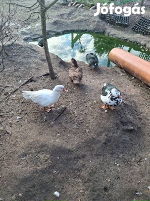 Némakacsa csapat eladó