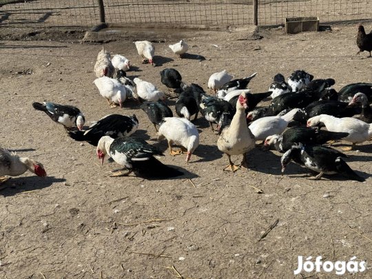 Némakacsa eladó