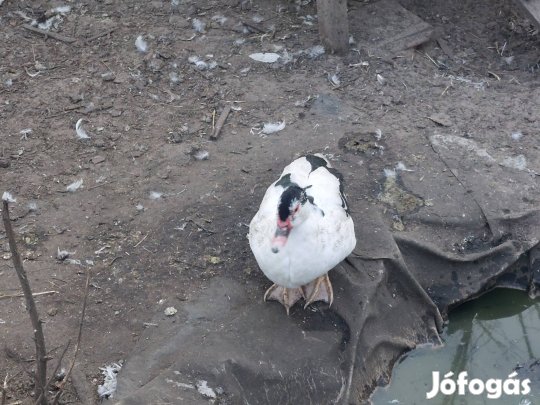 Némakacsa eladó. 15db.