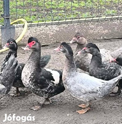 Némakacsa eladó 