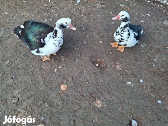 Némakacsák eladóak