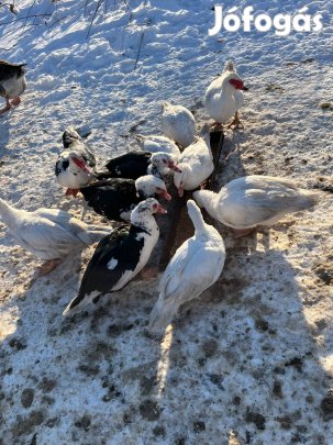 Némakacsák eladók