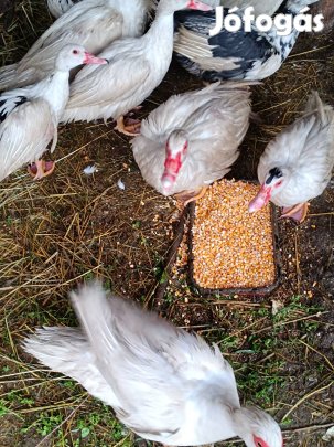 Némakacsák eladók