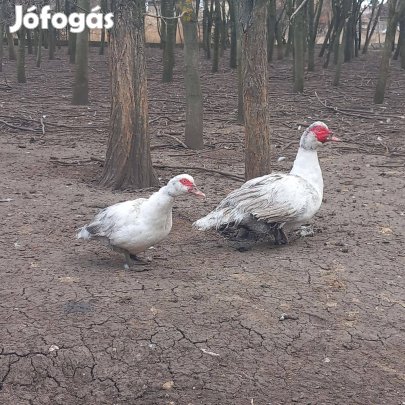 Némakacsák költöznének