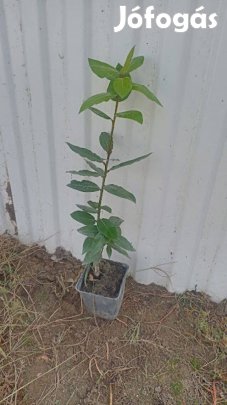 Nemes babér kont eladó