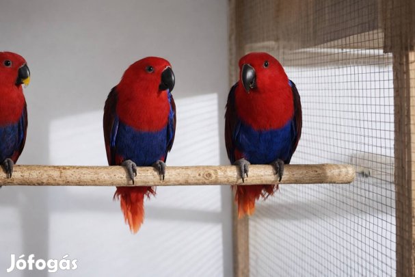 Nemes papagáj papagájok cserélhetők vagy eladó Monorra tudom vinni