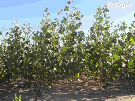 Nemesnyár csemete - Olasznyár