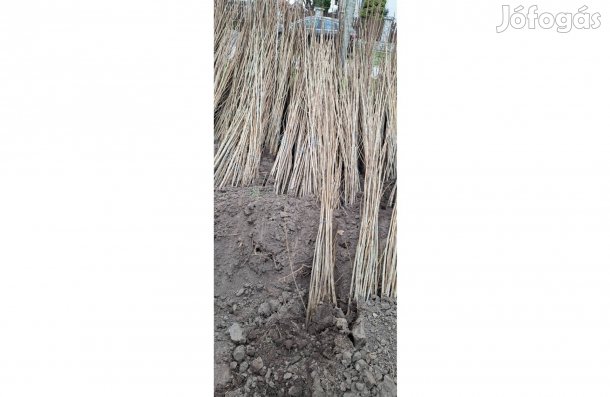 Nemesnyár csemete eladó