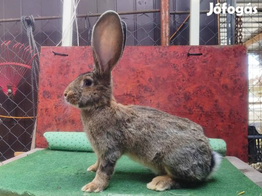 Német Óriás, Világos Nagyezüst. 